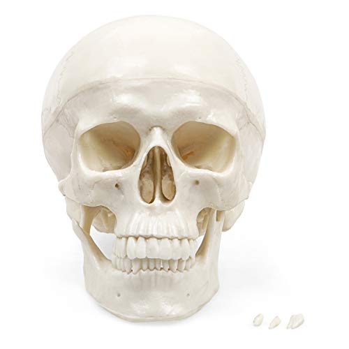 Elementary Anatomy The Budget Skull - Life Size Human Skull model - 3-Part