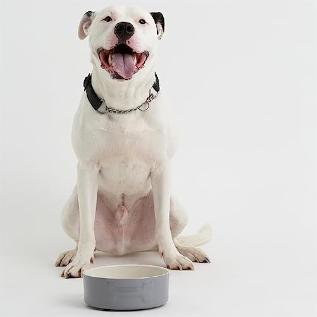 Mason Cash Colour Mix Grey Dog Bowl, 20 cm