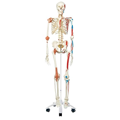 3B Scientific Human Anatomy Skeleton Model Sam - with Muscles and Ligaments, On Hanging Stand A13/1 + free Anatomy App - 3B Smart Anatomy