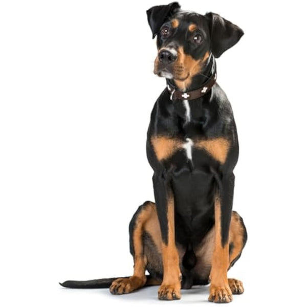 Hunter - Collar Swiss 47-54Cm Brown / Black