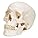 3B Scientific A20 Human Anatomy - Classic Human Skull Model with Magnetic Connections, 3 Part + free Anatomy App - 3B Smart Anatomy