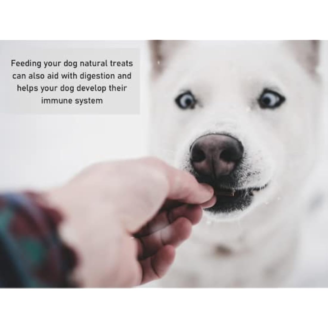 *Premium* Rabbit Ears with Fur 1kg Natural Dog Treats Chews Hypoallergenic Hair LOD3