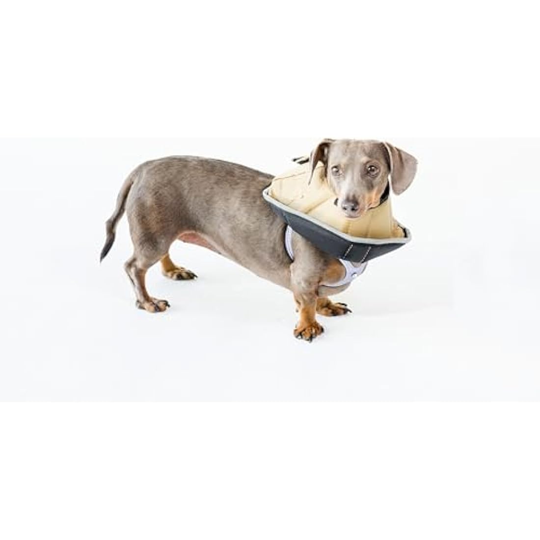 All Four Paws Comfy Cone Pet Cone for Dogs, Cats, Small-Long, Tan - Comfortable Soft Dog Cone Collar Alternative for After Surgery, Wound Care, Spay, Neuter - Dog and Cat Recovery Collar