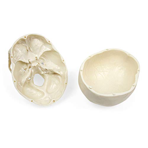 Elementary Anatomy The Budget Skull - Life Size Human Skull model - 3-Part