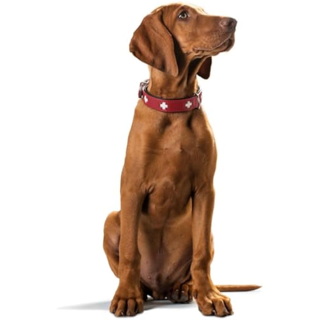 HUNTER Collar Swiss 75 Organic Leather,61,0-68,5 cm, Red/Black