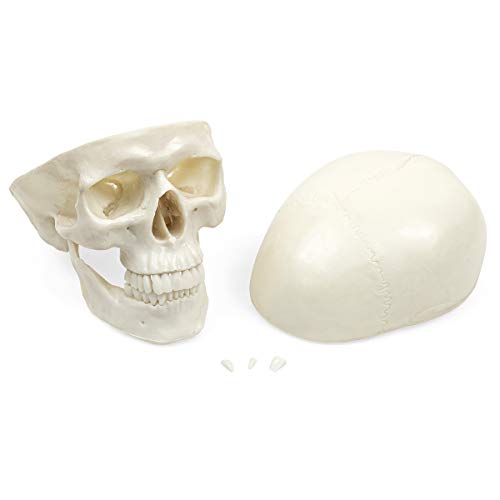 Elementary Anatomy The Budget Skull - Life Size Human Skull model - 3-Part