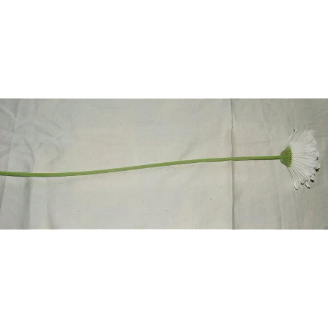 6 x Artificial Single Stem White Gerbera with Big Bloom - very dramatic - home garden