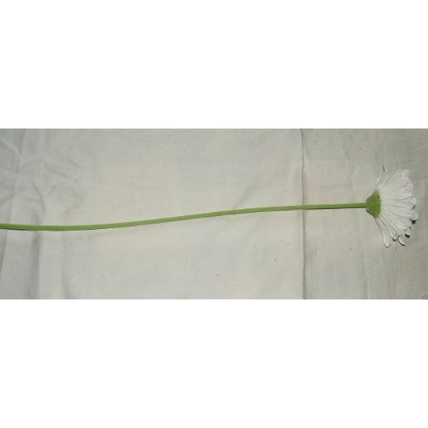 6 x Artificial Single Stem White Gerbera with Big Bloom - very dramatic - home garden