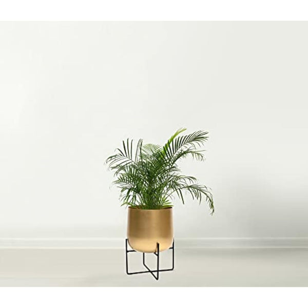 Gold Plant Pot with Black Plant Stand - Gold Planters Large Indoor