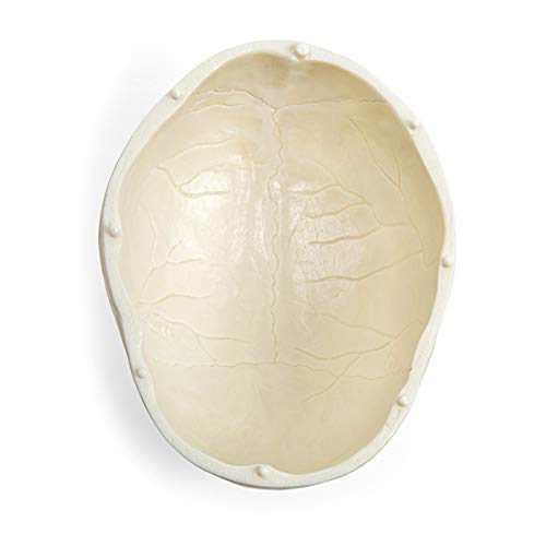 Elementary Anatomy The Budget Skull - Life Size Human Skull model - 3-Part