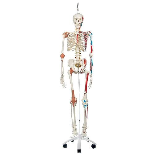 3B Scientific Human Anatomy Skeleton Model Sam - with Muscles and Ligaments, On Hanging Stand A13/1 + free Anatomy App - 3B Smart Anatomy