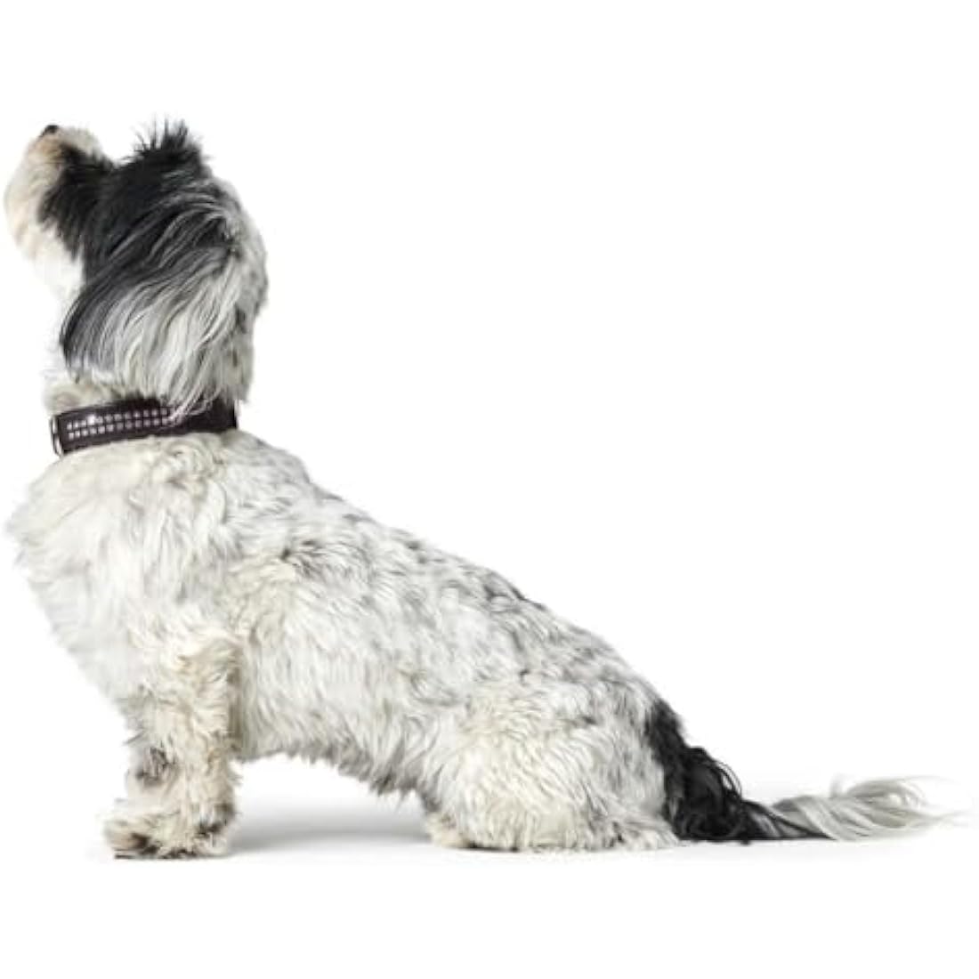 Hunter Softie Deluxe Collar, 35, Black