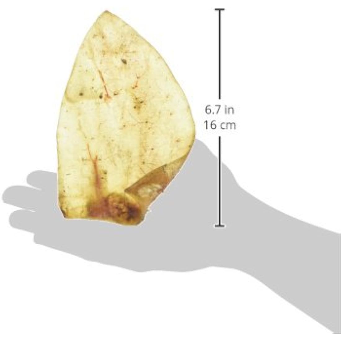 Hollings Cow Ears Dog Treats, 100% Natural & Nutritious Long Lasting Chew Treats for Adult Dogs, Grain Free & High in Protein (50 Loose)