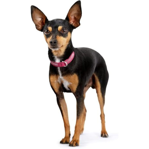 Hunter Dog Collar Nappa Leather Diamond Petit