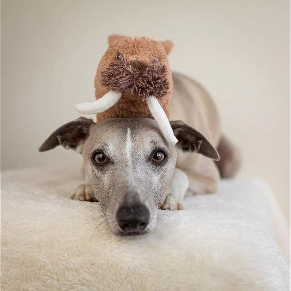 Animal Instincts Snow Mates Winston Walrus, Squeaky Soft Plush Chew Companion Dog Toy - Small