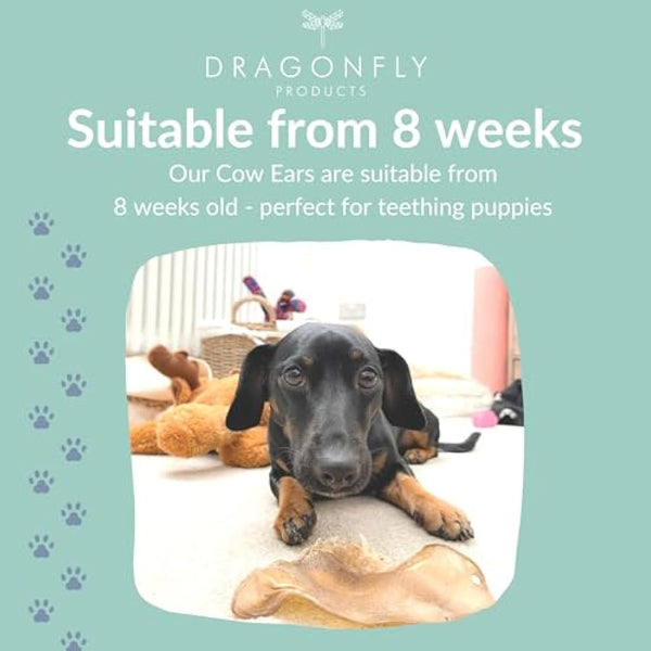 Dragonfly Products - 25 Pieces Air Dried Cows Ears Dog Treats | Natural Grain Free | Hypoallergenic & Low Fat | 100% EU | Dental Health | Gluten Free Whole Beef Ear Chew