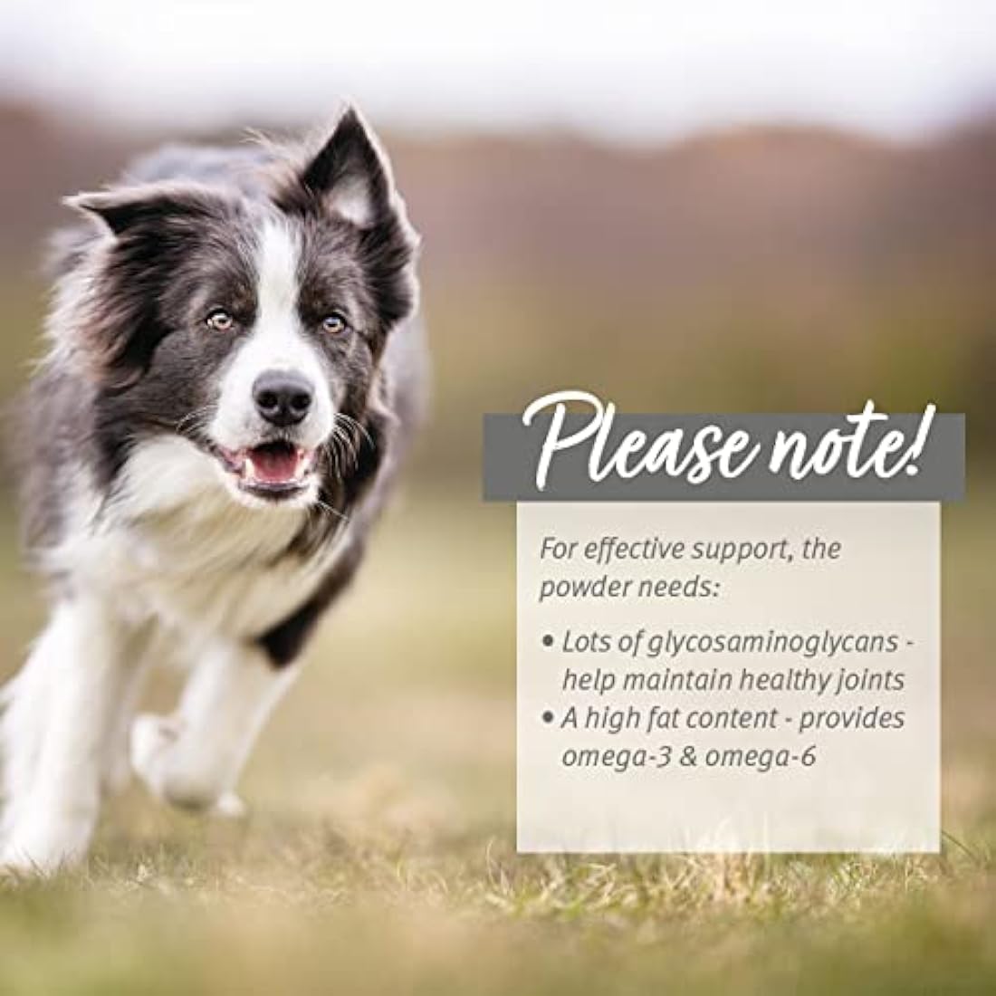 AniForte Green Lipped Mussel for Dogs and Cats 250g Powder - 100% Natural Joint Supplement with Glucosamine