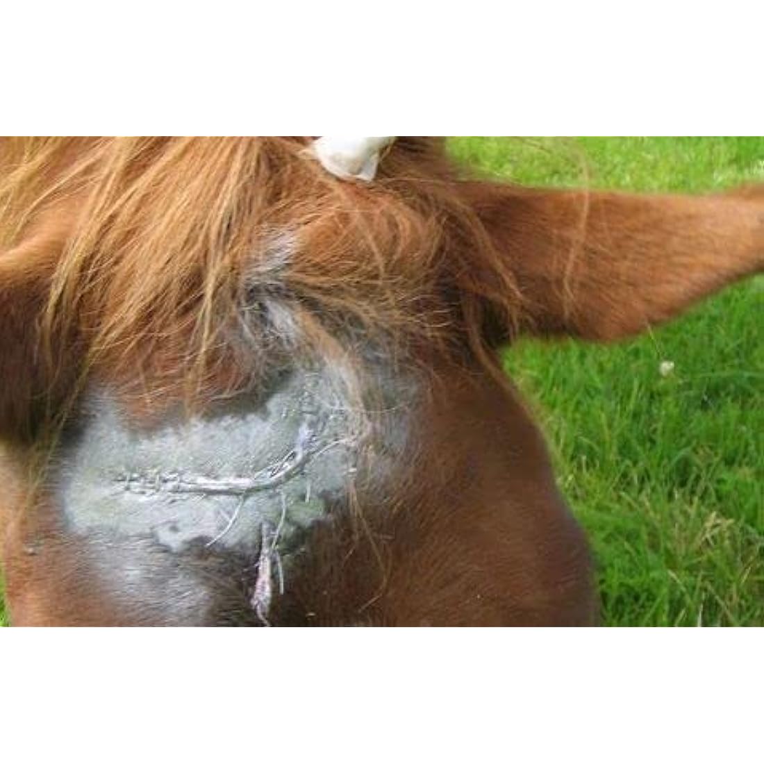 Aqueos Spray on Plaster for Dogs, Cats, Horses and All Animals - Protects Minor Wounds from Germs, Insect and Fly for use in Dog First Aid Kit / 200ml