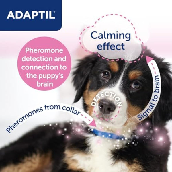 Adaptil Junior Adjustable Puppy Collar | Adaptil Dog Collar To Help Reduce Puppy Anxiety Using Natural Pheromones | Adjustable Calming Dog Collar For Puppies To Aid Training And Socialisation