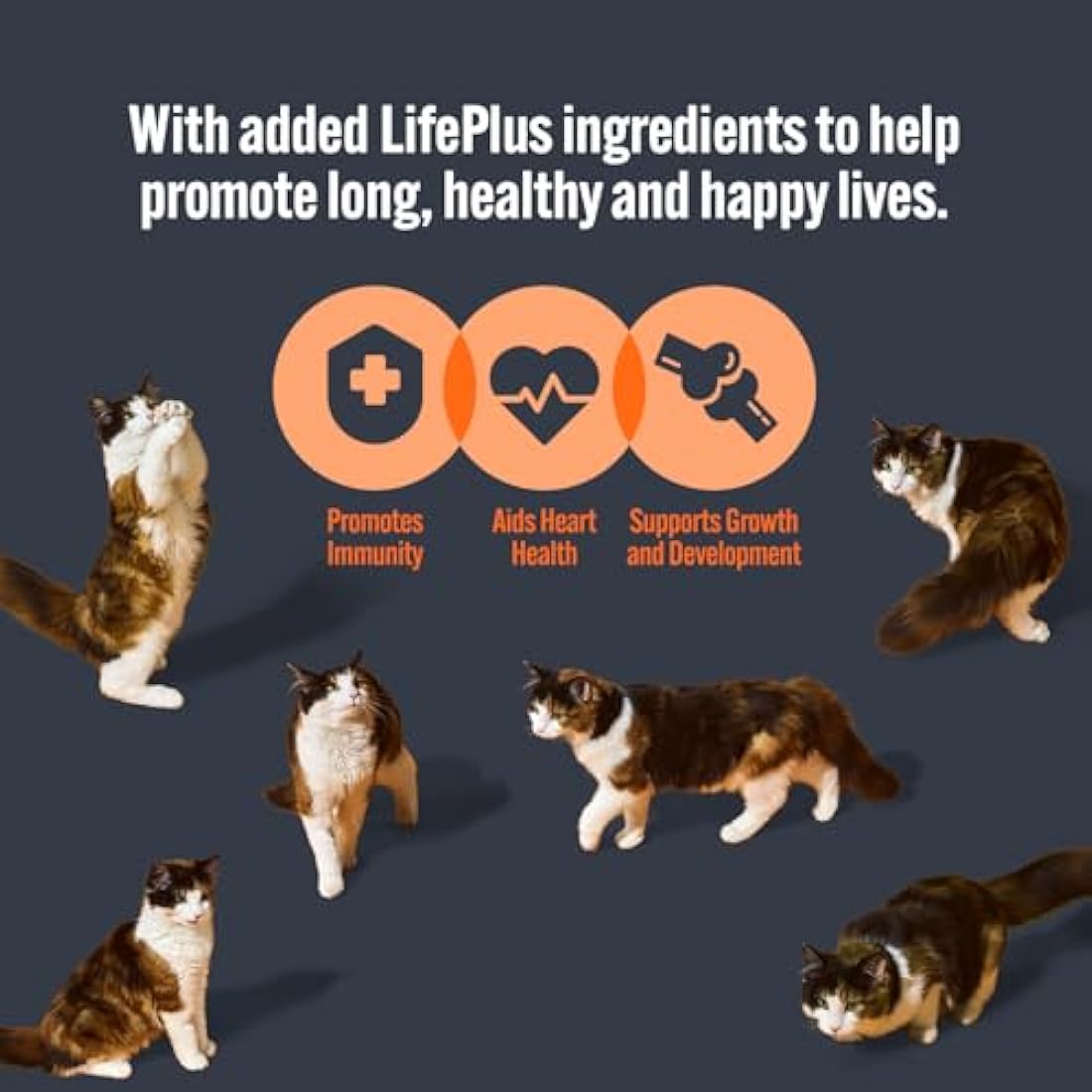 HiLife Kitten Wet Cat Food, Mixed Chicken & Tuna Pate Recipes, Complete Cat Food Pouches for Kittens 1 - 12 Months, 100% Natural & Grain Free (32 x 70g Pouches)