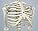 3B Scientific Mini Human Skeleton Model Shorty - Pelvic Mounted on a Base A18 + free Anatomy App - 3B Smart Anatomy
