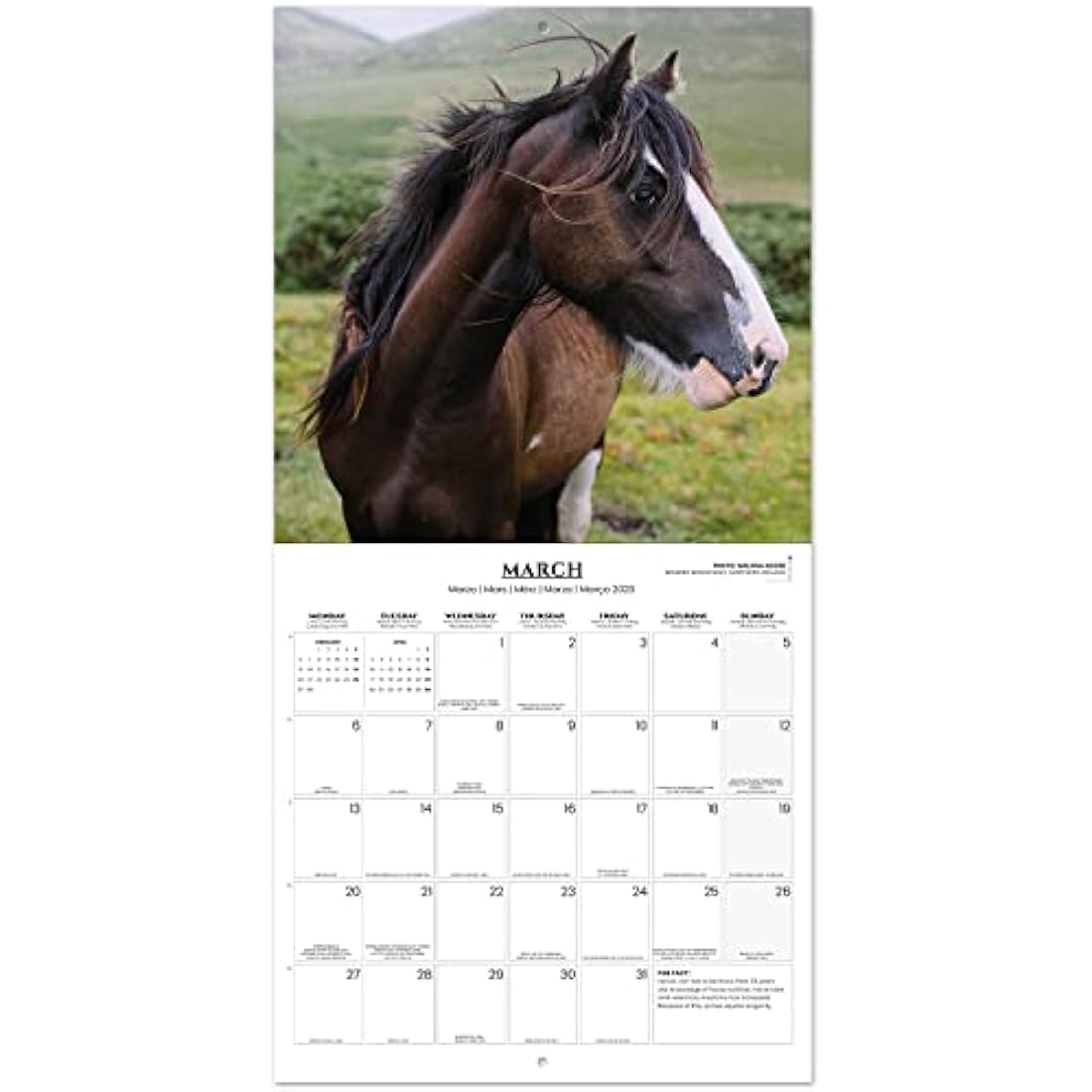 Grupo Erik Horses Wall Calendar 2023 12' x 12' FSC| 12 Month Planner | Square Wall Calendar 2023 | Family Planner Calendar 2023 | Horse Calendar 2023 | + 4 Bonus Months