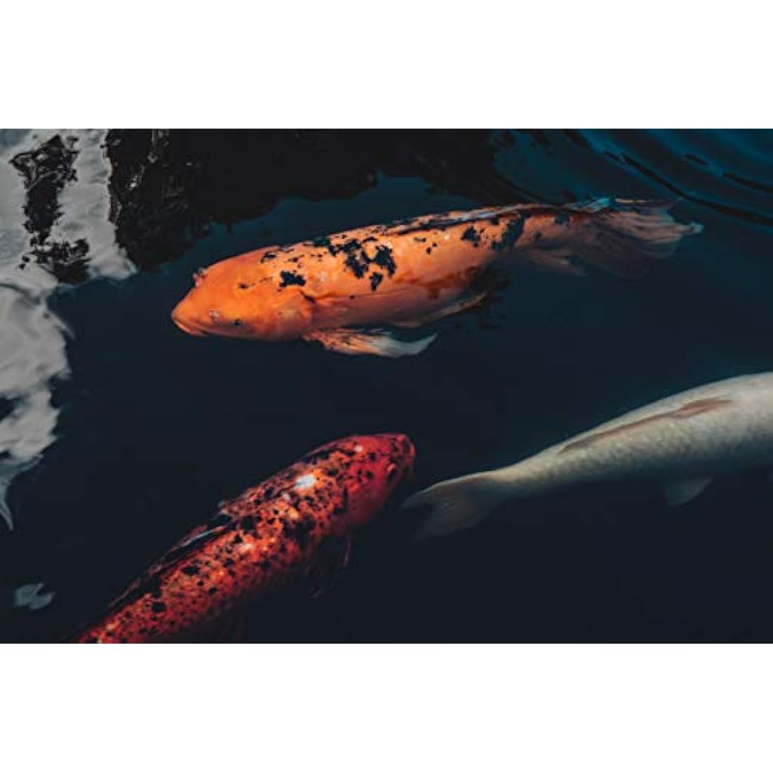 Extra Select Wheatgerm Pellets Complete Fish Food Tub, 5 Litre