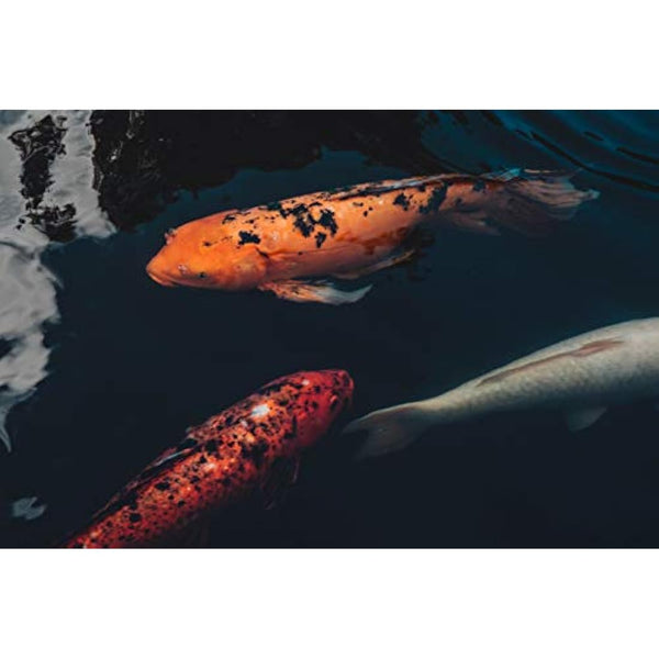 Extra Select Wheatgerm Pellets Complete Fish Food Tub, 5 Litre