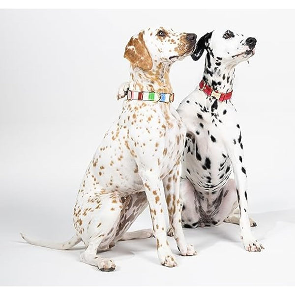 Kate Spade New York Cute Dog Collar, Gold Metal Buckle Dog Collar, 15.5" to 24" Adjustable Dog Collar for Female or Male Dogs, Stylish Dog Collar for Medium and Large Breeds (Adventure Stripe)