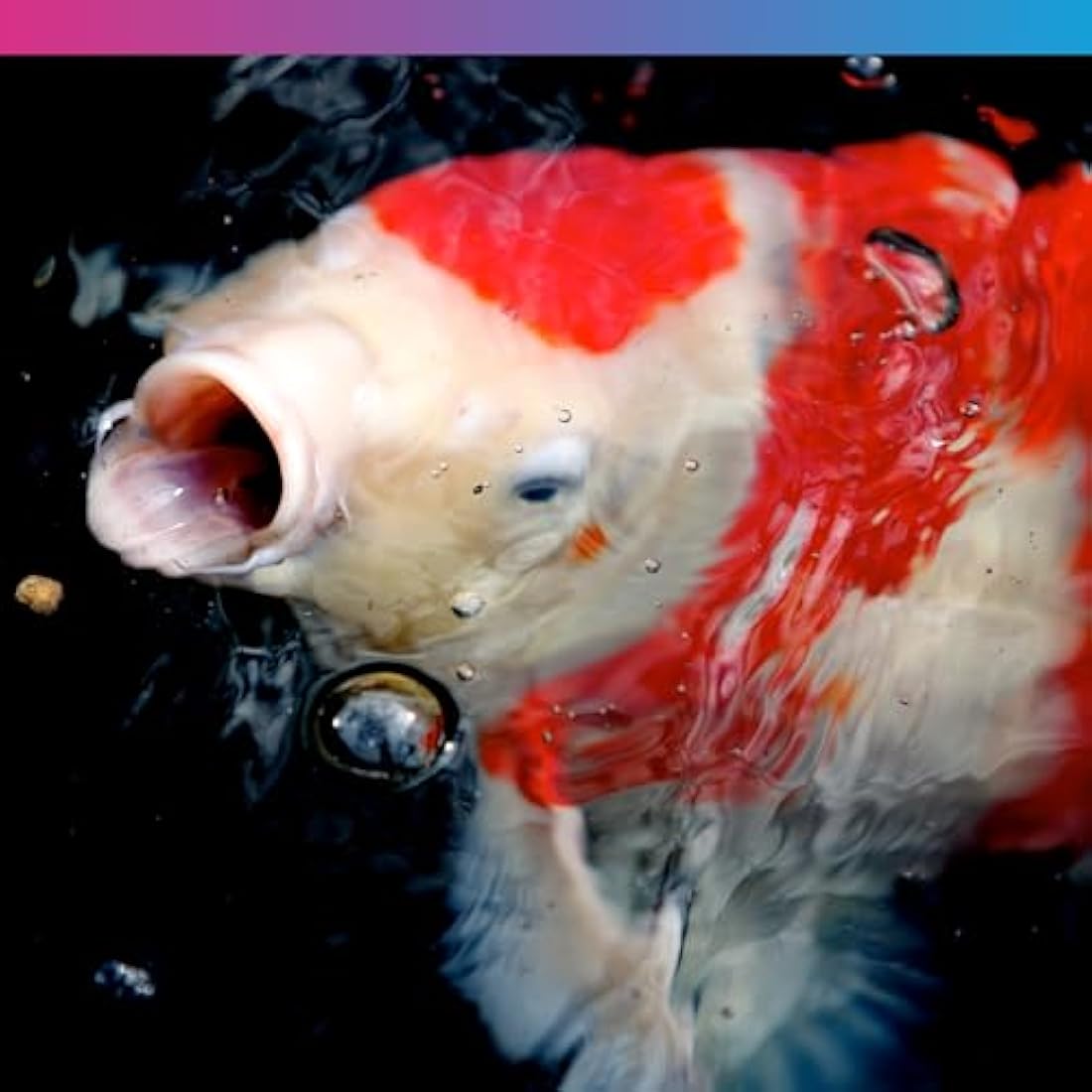 NT Labs Medikoi Staple with Colour Enhancer, Complete Feed For All Pond Fish, Ideal For Spring, Summer and Autumn Feeding, Enhances Colours of Pond Fish, Koi Fish Food (3kg)(6mm)