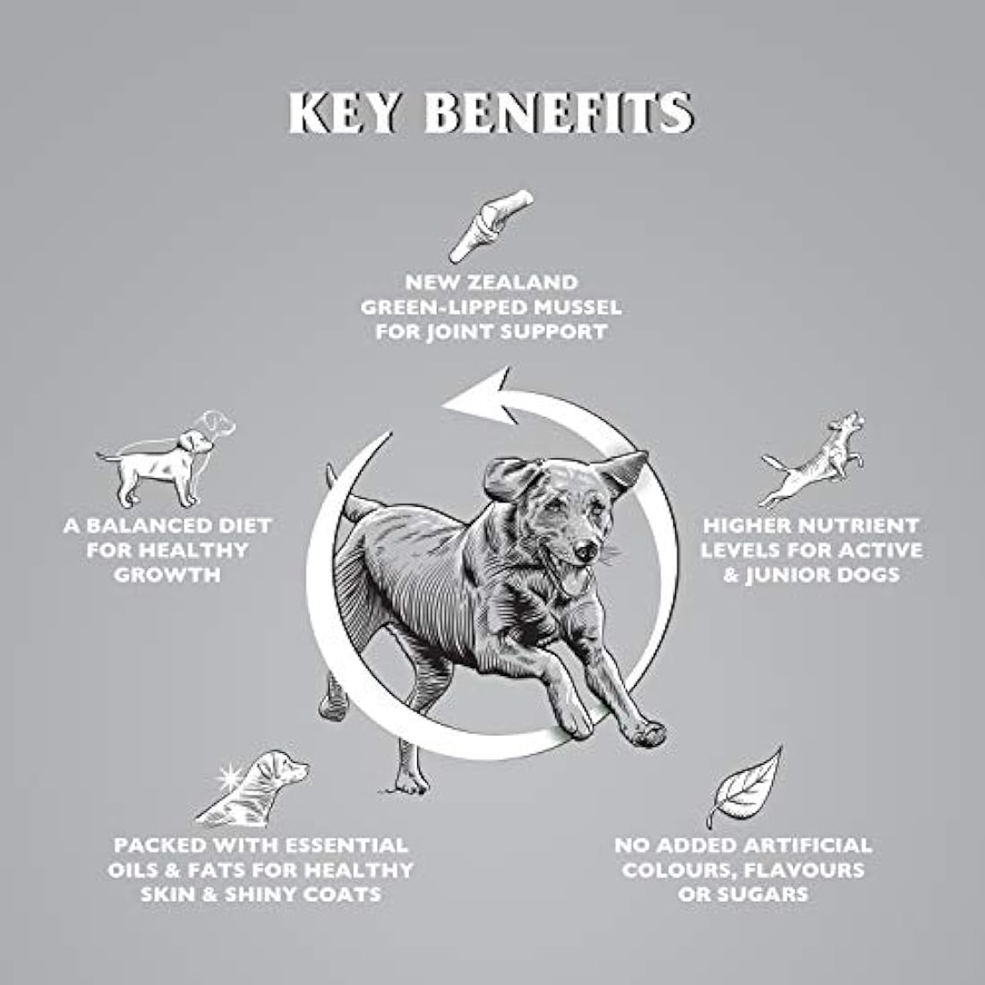 Dr. John Titanium Complete Dry Dog Food 15kg - Chicken, Vegetables and New Zealand Green-Lipped Mussel - Complete Nutrition for Active Adult and Junior Dogs