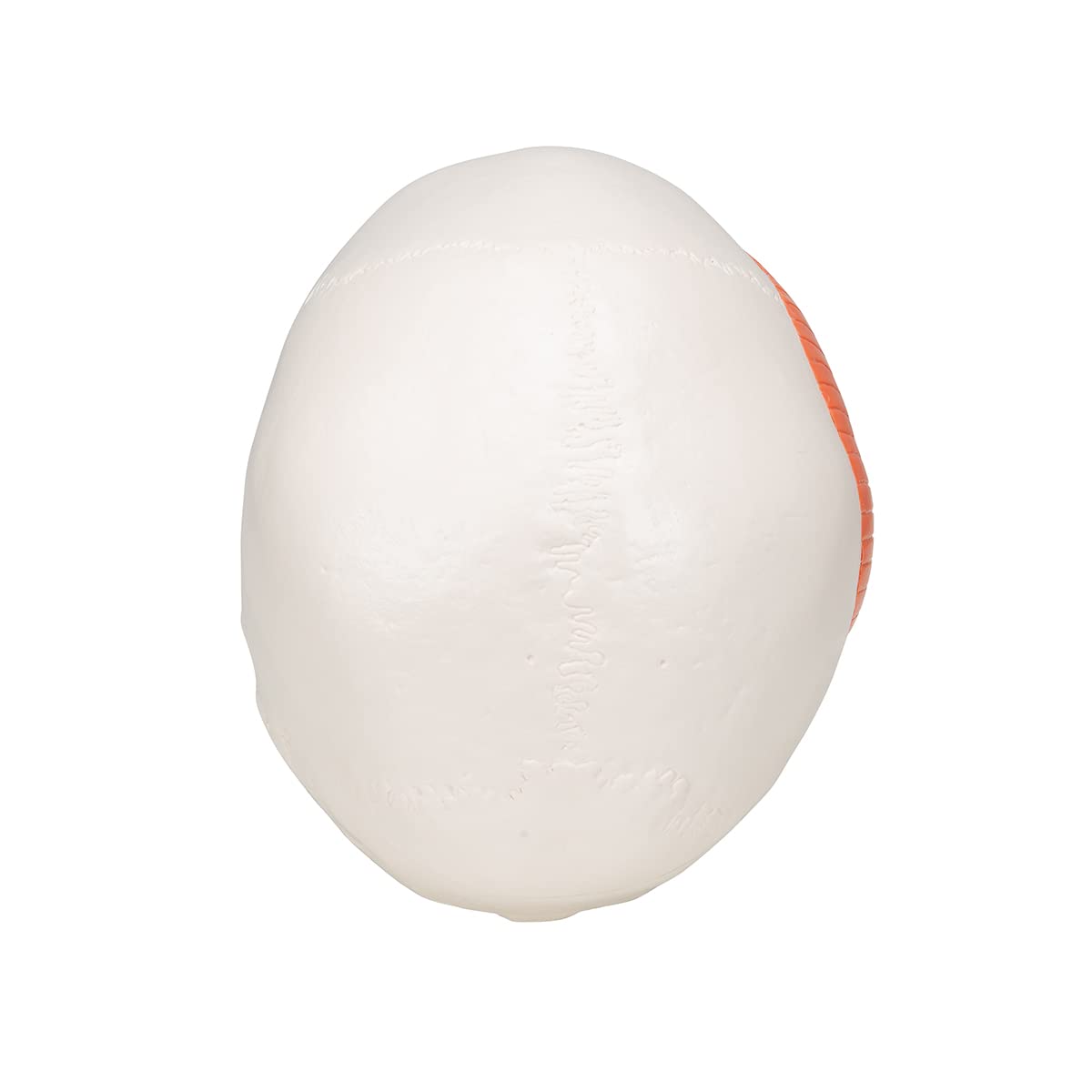 3B Scientific A24 Human Anatomy - TMJ Human Skull Model with Masticator Muscles, Magnetic Connections, 2 Part + free Anatomy App - 3B Smart Anatomy