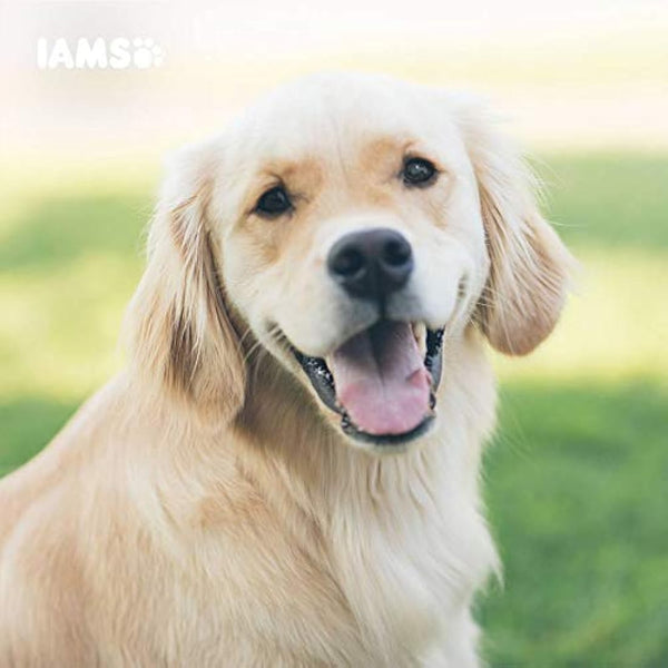 Iams For Vitality Senior Dog Dry Food With Fresh Chicken, 2kg