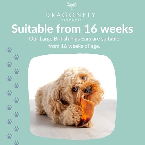 Dragonfly Products Pigs Ears For Dogs | 25 Large Pieces | British Whole Pork Ear Chew | Natural Raw Healthy Treat | Grain Free Long Lasting Snack