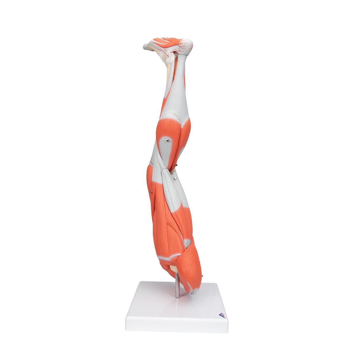 3B Scientific M10 Muscle Arm, 6 Part, 3/4 Life Size + free Anatomy App - 3B Smart Anatomy