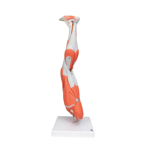 3B Scientific M10 Muscle Arm, 6 Part, 3/4 Life Size + free Anatomy App - 3B Smart Anatomy