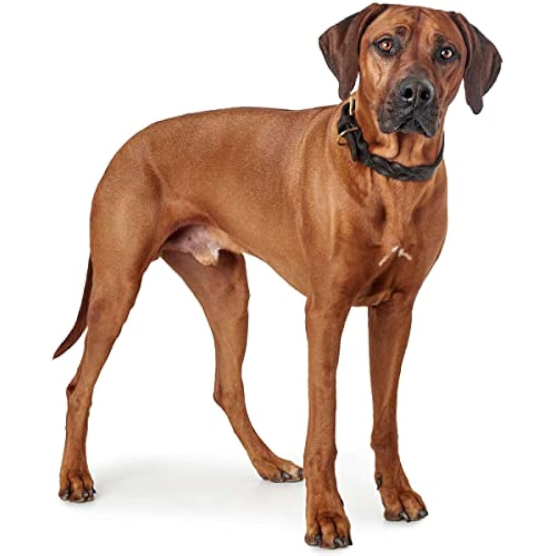 HUNTER Sansibar Solid Dog Collar Leather Heavy Duty Grippy Braided 45 (S-M) Black