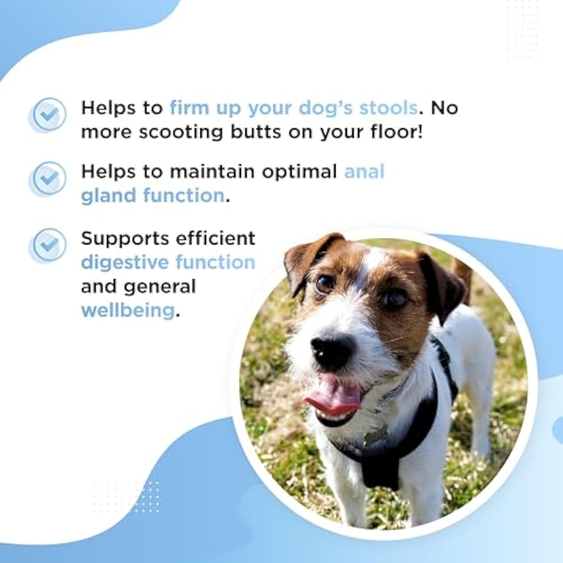 Dog's Lounge - SCOOTER - Digestive Soft Chews for Dogs | Wheat Free Supplement for Healthy Anal Glands with Added Pumpkin | Support Normal Bowel Function and Eliminate Scooting (60 chews)