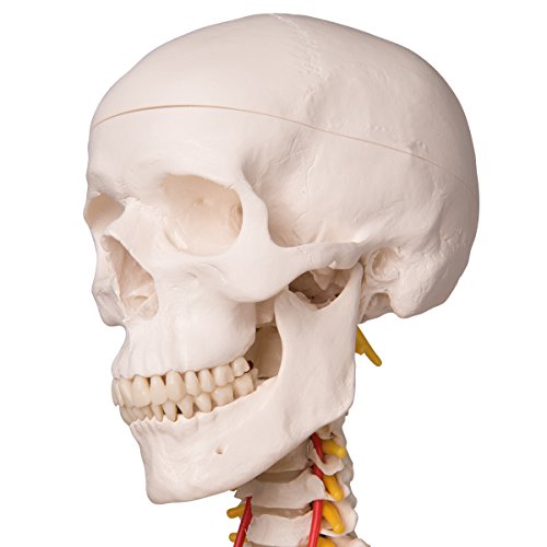 3B Scientific Human Anatomy Skeleton Model Sam - with Muscles and Ligaments, On Hanging Stand A13/1 + free Anatomy App - 3B Smart Anatomy