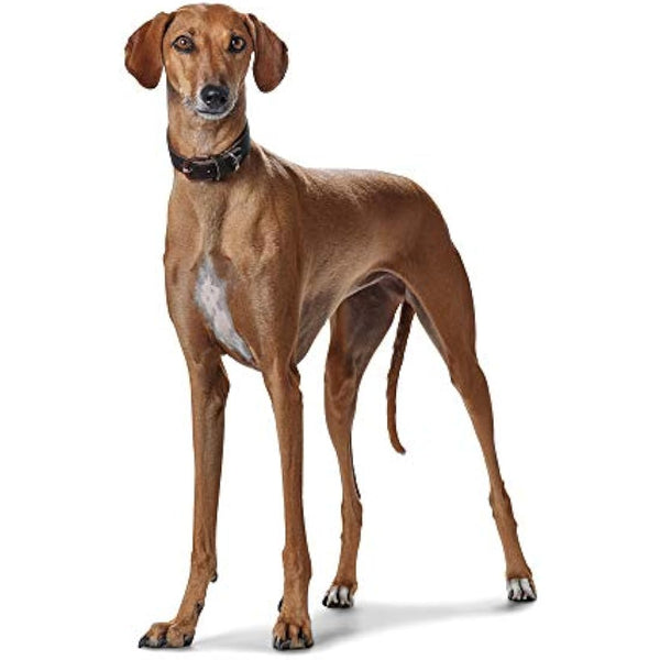 HUNTER Super Soft Greyhound Collar Leather Padded 37 (XS-S) Dark Brown