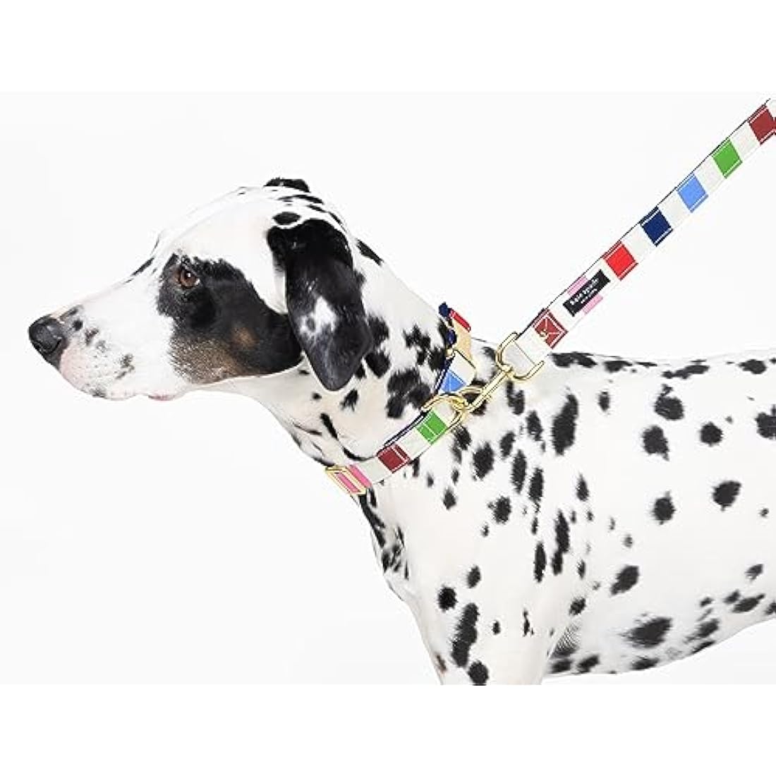 Kate Spade New York Cute Dog Collar, Gold Metal Buckle Dog Collar, 15.5" to 24" Adjustable Dog Collar for Female or Male Dogs, Stylish Dog Collar for Medium and Large Breeds (Adventure Stripe)