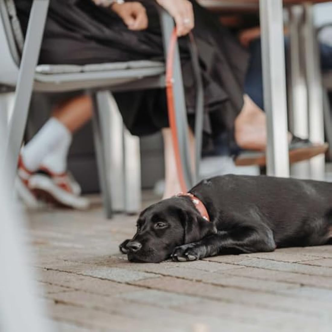 HUNTER Collar Swiss 75 Organic Leather,61,0-68,5 cm, Red/Black