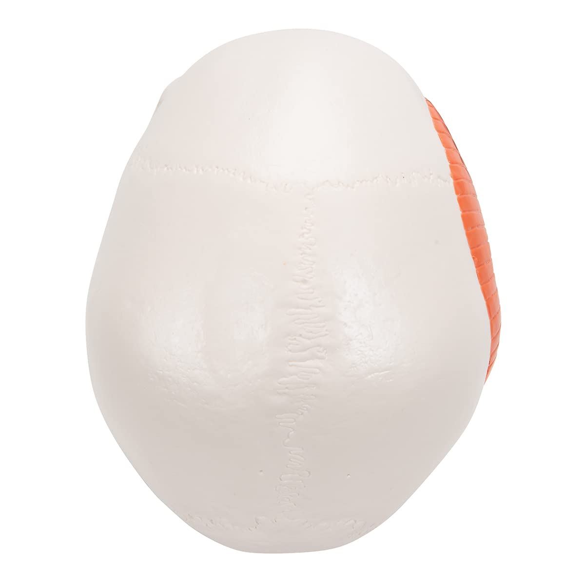 3B Scientific A24 Human Anatomy - TMJ Human Skull Model with Masticator Muscles, Magnetic Connections, 2 Part + free Anatomy App - 3B Smart Anatomy