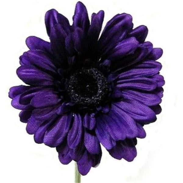 6 x Artificial Single Stem Purple Gerbera with Big Bloom - very dramatic - home garden