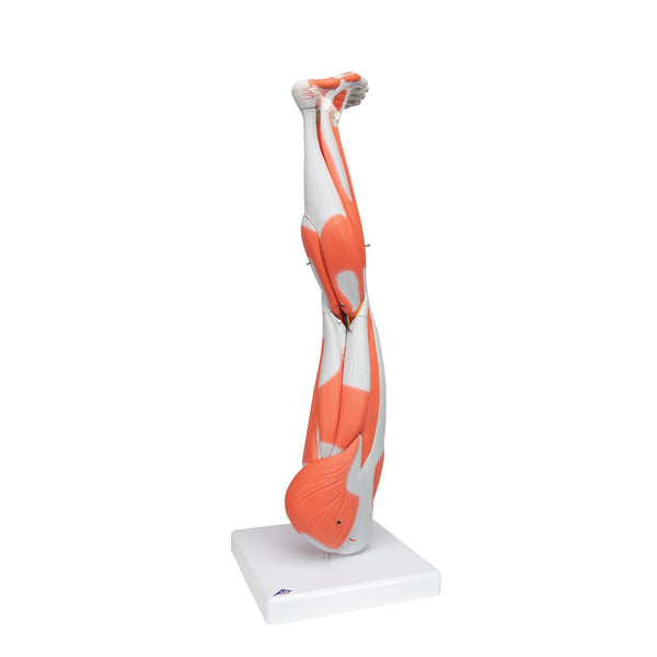 3B Scientific M10 Muscle Arm, 6 Part, 3/4 Life Size + free Anatomy App - 3B Smart Anatomy