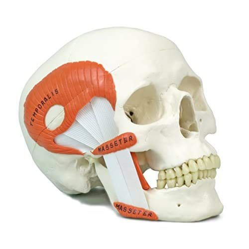 3B Scientific A24 Human Anatomy - TMJ Human Skull Model with Masticator Muscles, Magnetic Connections, 2 Part + free Anatomy App - 3B Smart Anatomy