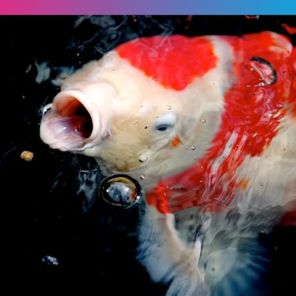 NT Labs Medikoi Health, Complete Feed For All Pond Fish, Ideal For Spring, Summer and Autumn Feeding, Contains Propolis, Maintains Immune System, Koi Fish Food (3 kg) (6 mm) (Standard)