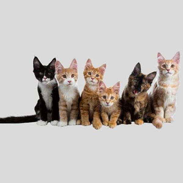 60 Cat Litter Tray Liners Scratch Resistant Bags For Cat Litter Box- Litter Tray Liner - Cat Litter Bags 70 x 40 cm large