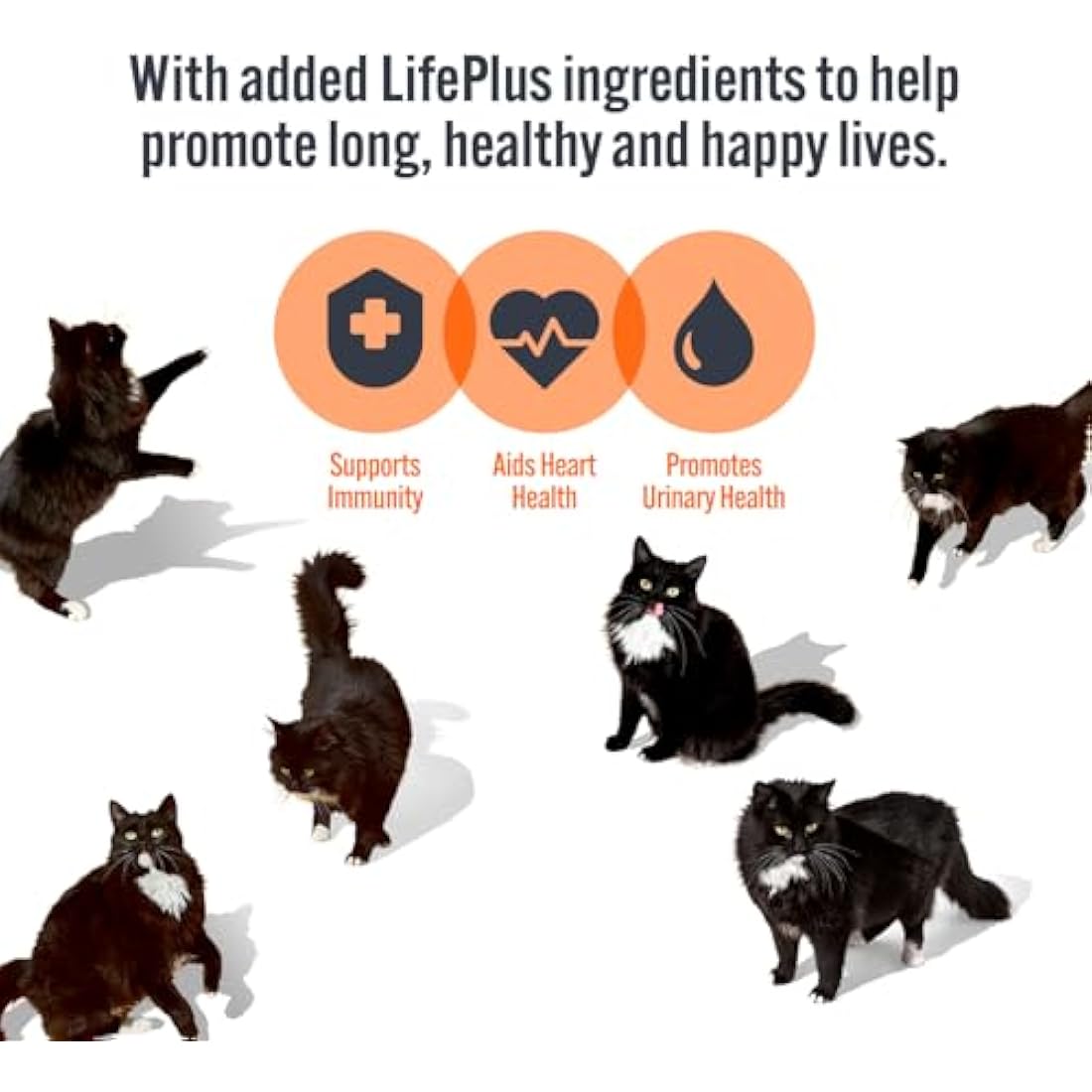 HiLife Adult Wet Cat Food Tins, Mixed Chicken Recipes in Sauce, Complete Tinned Cat Food, 100% Natural & Grain Free, Chicken Breast / with Beef / with Duck, 4x (12 x 70g) / 48 cans