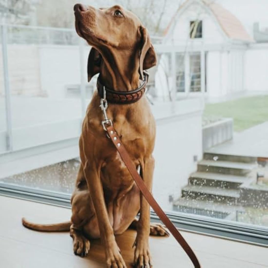 HUNTER Training leash, 20/200 Soft genuine cow leather, cognac